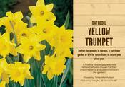 Narcissus Trumpet Yellow 5kg 12-14cm