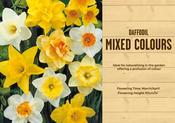 Narcissus Mixed Colours 5kg 12-14cm