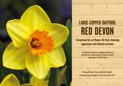 Narcissus Red Devon 5kg 12-14cm