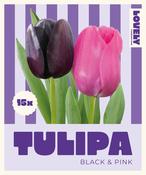 Combi Tulips Duopack Black &amp; Pink  11/12  Pack of 15