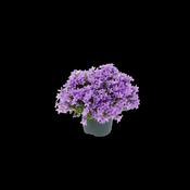 Campanula 'Ambella® Lavender'² / P12