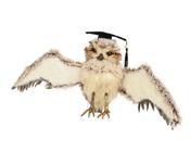 Owl Artificial Fur Flying With Glasses And Hat,Feathers Grey L.12cm x W.28cm x H.19cm image