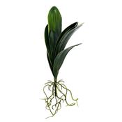 Orchid Leaves with roots 48cm