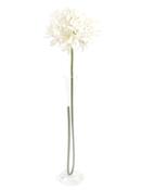Agapanthus Cream 87cm