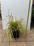 Carex Evergold