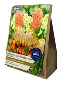 20 Bulb Layered Planter Collection – Pre-Pack image