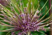 Allium schubertii 3L