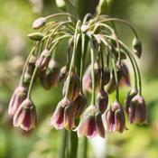 Allium siculum (syn. Nectaroscordum) 3L