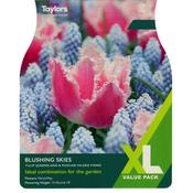 Blushing Skies Tulip &amp; Mascari Valeri XL Bulb Collection image