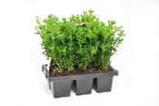 Buxus sempervirens / 6 Pack