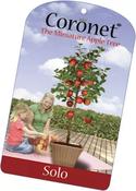 Minature Apple Tree | Self Fertile  Solo Falstaff | Coronet