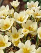 Crocus ‘Cream Beauty’ Bulbs