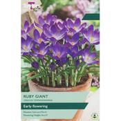 Crocus Ruby Giant 5-7