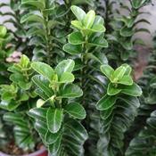Euonymus Japonicus Benkomasaki Bol