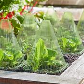 GroZone Gro Cloche 10pk