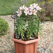 Gro-Ring 50cm with 75cm Legs image