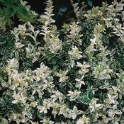 Euonymus Golden Harlequin 2ltr