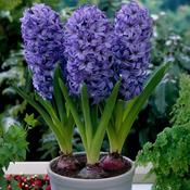 Hyacinth ‘Delft Blue’ Bulbs