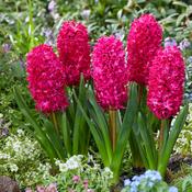 Hyacinth ‘Jan Bos’ Bulbs image