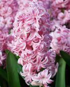 Hyacinth ‘Pink Pearl’ Bulbs