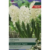 Hyacinth ‘Top White’ Bulbs