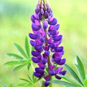 Lupinus Gallery Blue 2L