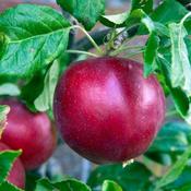 Malus domestica ‘Red Devil’ – Red Devil Apple Tree
