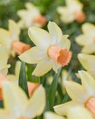 Narcissus ‘Carice’ Pack x 10 Bulbs image