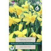 Narcissus ‘February Gold’ Bulbs