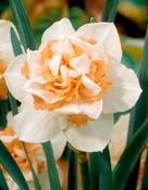 Narcissus ‘Replete’ 12-14