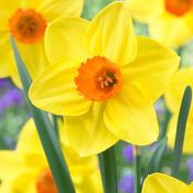 Narcissus ‘Sealing Wax’ 12-14