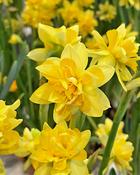 Narcissus ‘Tête Bouclé’ Bulbs image