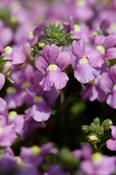 Nemesia Nuvo® Rose, 2L