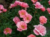 Rosa Sweet Cover 3L
