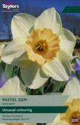 Narcissus ‘Pastel Gem’ – 7 Bulbs