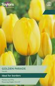 Tulip 'Golden Parade' – 7 Bulbs image