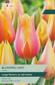 Tulip 'Blushing Lady' – 6 Bulbs image