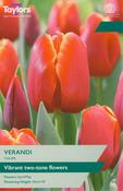 Tulip – Verandi – 6 Bulbs