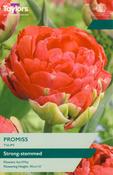 Tulip 'Promiss' – 5 Bulbs image
