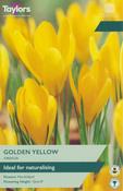 Crocus Golden Yellow – Pack of 8 Bulbs