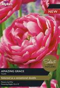 Tulip ‘Amazing Grace’ Pack x6 Bulbs image