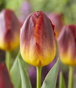 Tulip Amber Glow Pack x10 Bulbs image