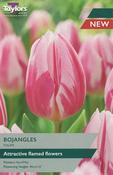 Tulip ‘Bojangles’ Bulbs image