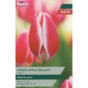 Tulip ‘Candy Apple Delight’ Bulbs image