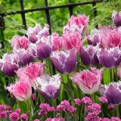 Tulip ‘Huis Ten Bosch’ Bulbs