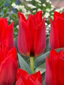 Tulip Julius Caesar Value Bags image