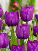 Tulip ‘Negrita’ Bulbs