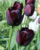 Tulip ‘Queen of the Night’ Bulbs image