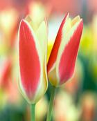 Tulip ‘Tinka’ Bulbs image