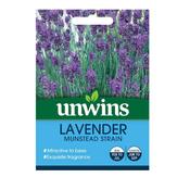 Lavender Munstead Strain